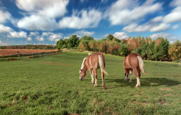Field, the sky, clouds, blue, horses, horse, pasture, the fence
