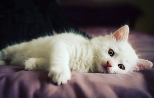 Cat, white, look, the dark background, baby, fabric, lies, kitty