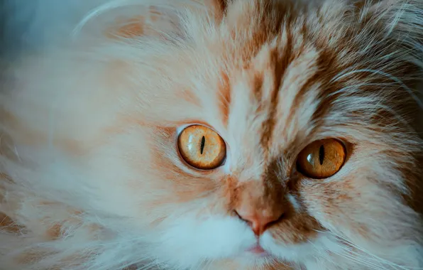 Picture look, fluffy, muzzle, red, kitty