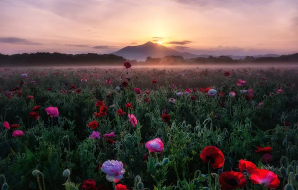 Picture summer, the sky, the sun, flowers, mountains, red, fog, dawn