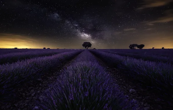 Field, the sky, stars, sky, field, stars, lavender, lavender