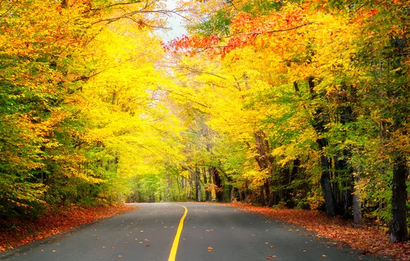 Road, autumn, forest, trees, nature, Park, markup, foliage