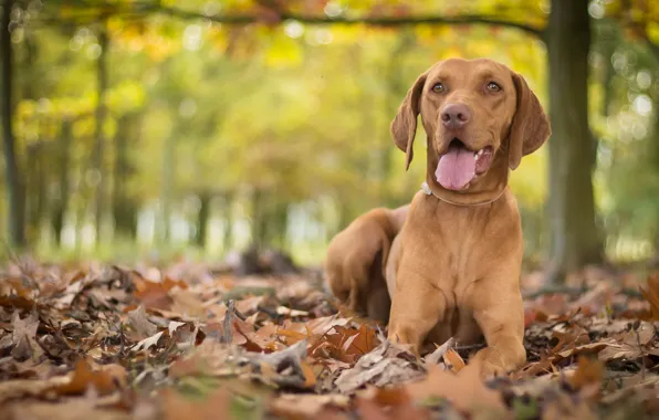 Picture autumn, leaves, dog, bokeh, marking the Hungarian