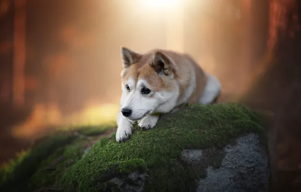 Picture look, light, nature, background, stone, moss, dog, puppy