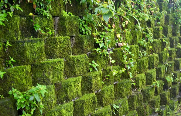 STONES, GREENS, MOSS, WALL, MASONRY, WALL