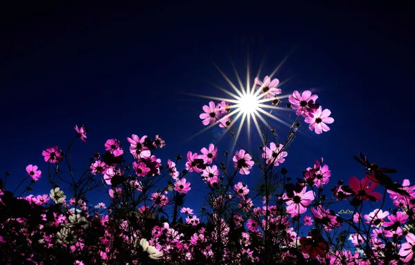 Field, the sky, the sun, rays, light, flowers, lights, the dark background