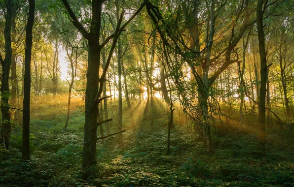 Trees, dawn, the rays of the sun, morning in the forest, forest landscape