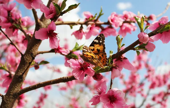 Macro, flowers, branches, cherry, butterfly, spring, Sakura, pink