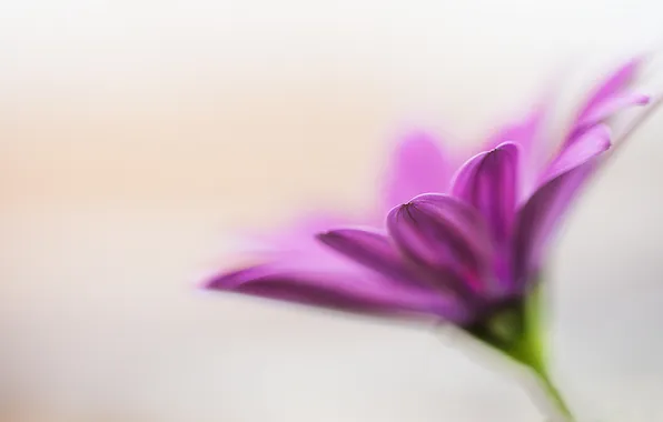 Flowers, nature, plant, petals