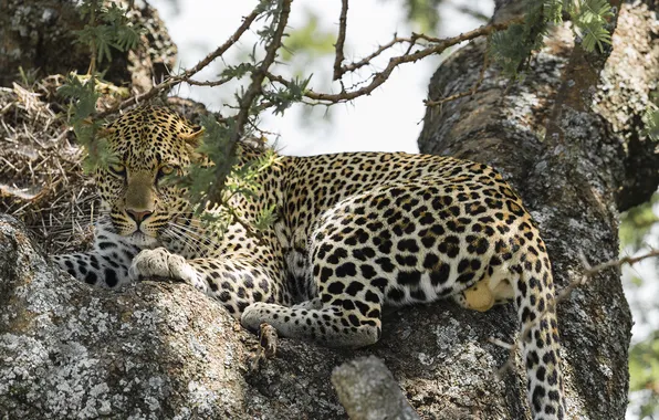 Picture look, face, tree, stay, leopard