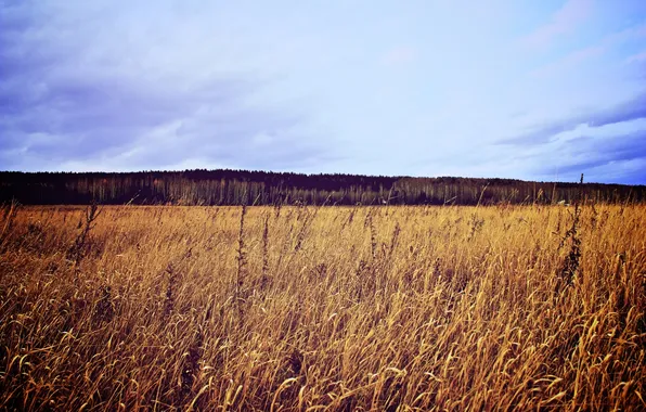Field, the sky, Nature, Ekaterinburg