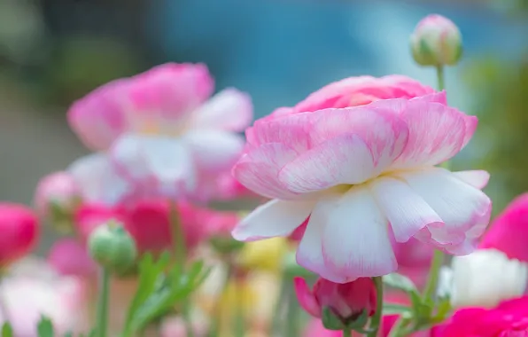 Picture pink, Ranunculus, Asian Buttercup