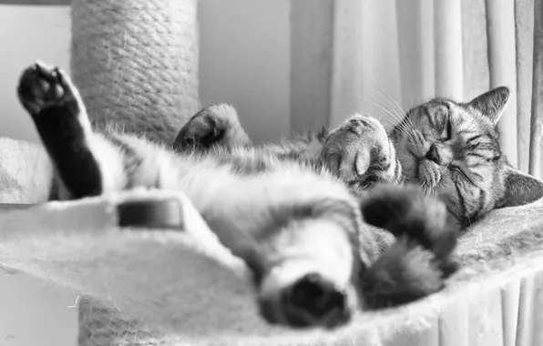 Cat, sleep, black and white, British, British Shorthair, sleep