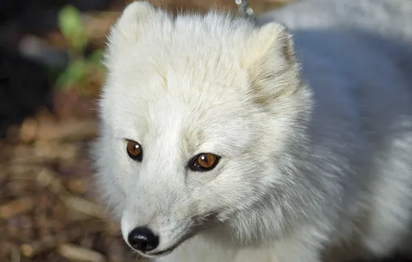 Fox, blurred background, by Nushaa