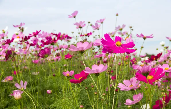 Field, summer, the sky, flowers, summer, pink, field, pink