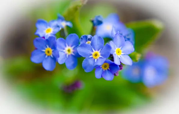 Flowers, nature, plants, forget-me-nots