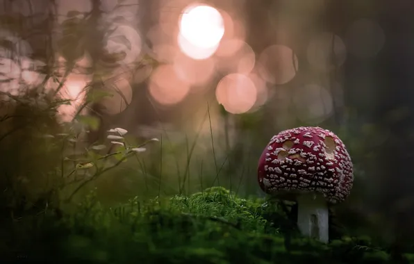 Picture forest, nature, mushrooms
