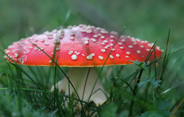 Grass, macro, red, mushroom, mushroom, green background