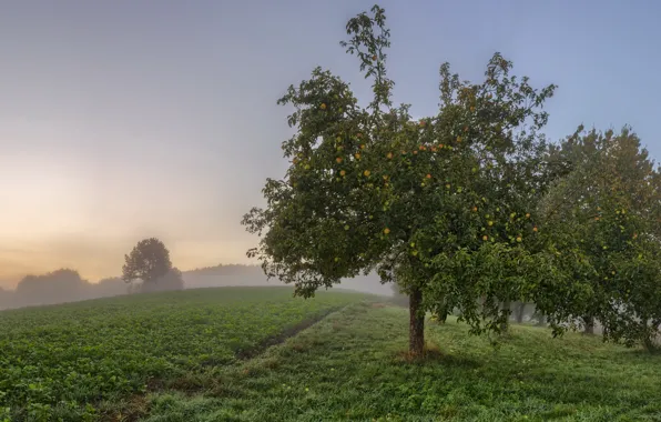 Picture fog, apples, garden, Apple