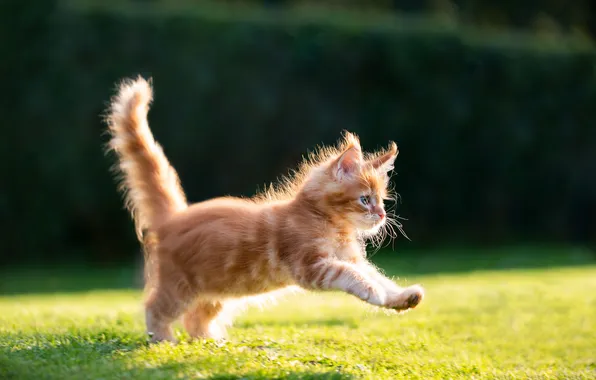 Picture green, red, grass, nature, kitten, cat, garden, cute