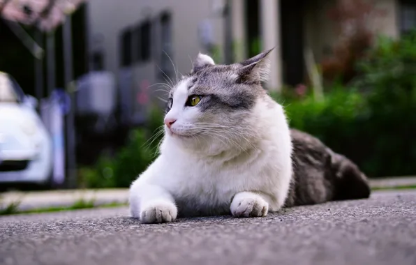 Picture road, machine, cat, cat, look, pose, street, lies