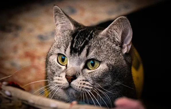 Cat, cat, look, pose, grey, portrait, face, green eyes