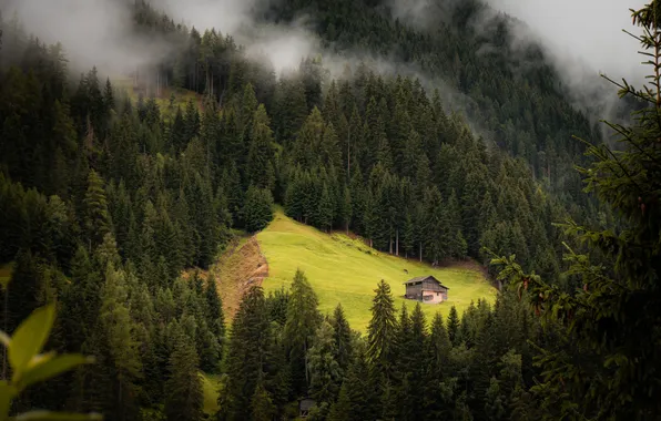 Forest, trees, mountains, fog, slope, house