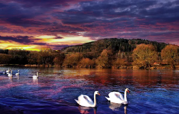 Trees, landscape, sunset, house, reflection, river, white, swans