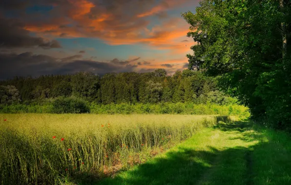 Picture greens, field, forest, summer, the sky, grass, clouds, light