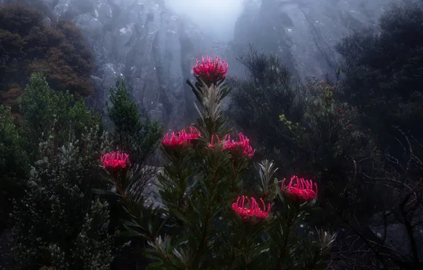 Flowers, mountains, nature, fog, rocks, vegetation, Australia, Tasmania
