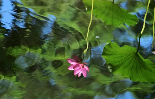 Flower, leaves, flowers, lake, pond, reflection, mood, cute