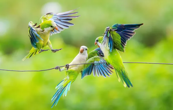 Birds, the game, green, wire, parrots, trio, poses, parrots