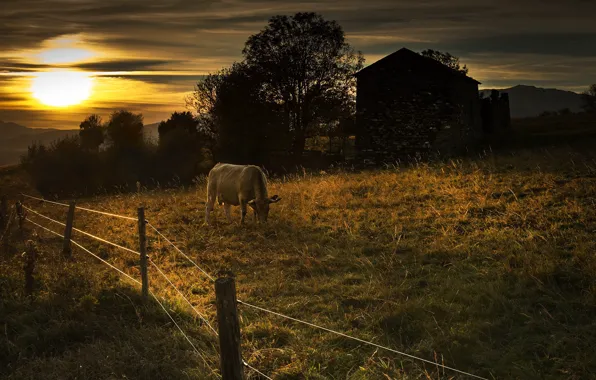 Night, the fence, cattle