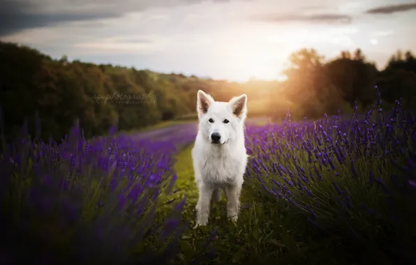 Flowers, nature, dog