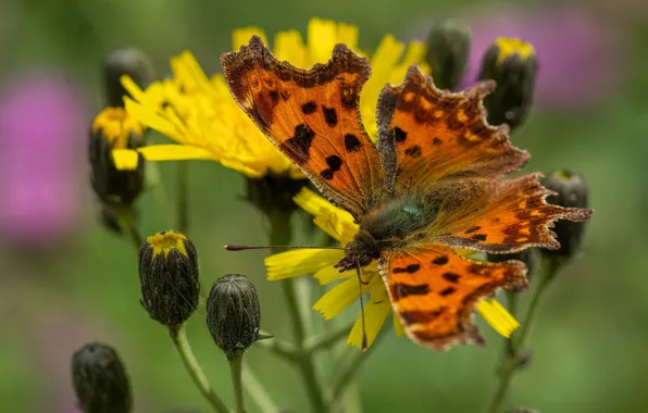 Flower, butterfly, butterfly