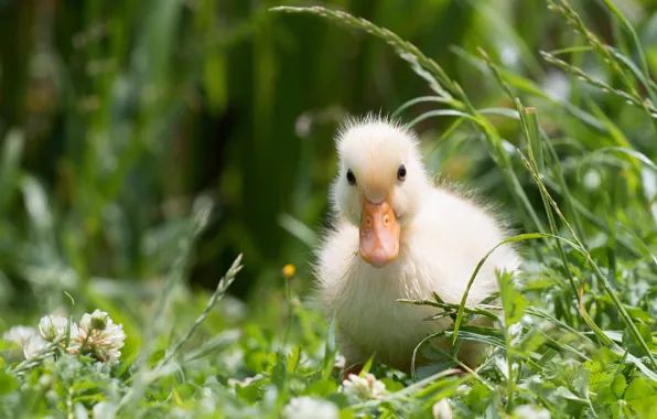 Greens, summer, grass, birds, yellow, duck, duck, chick