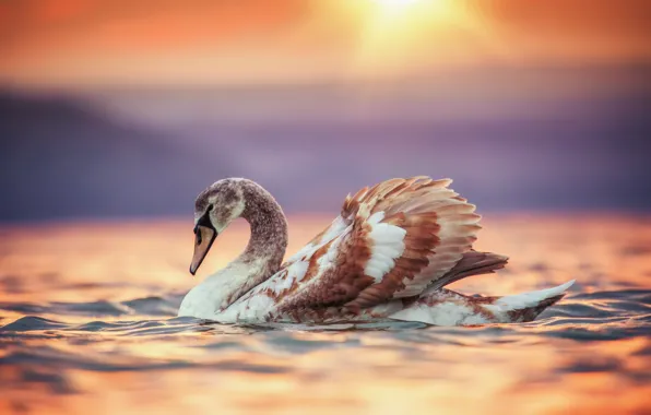 Water, sunset, bird, Swan, Valentin Valkov