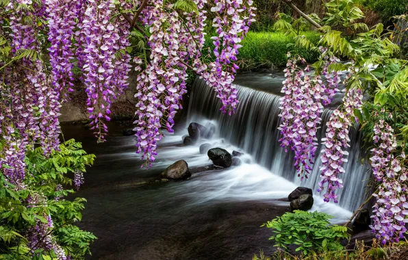 Summer, flowers, stones, shore, waterfall, beauty, pond, inflorescence