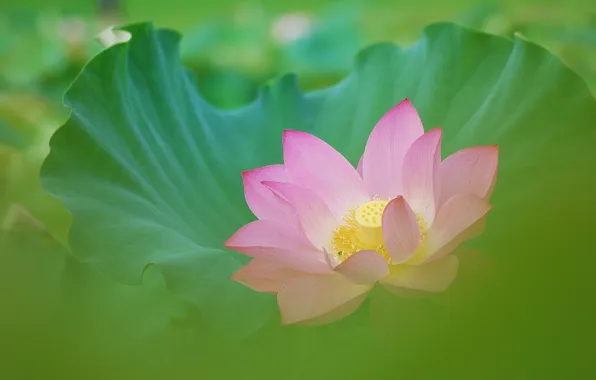 Leaves, blur, Lotus, pink
