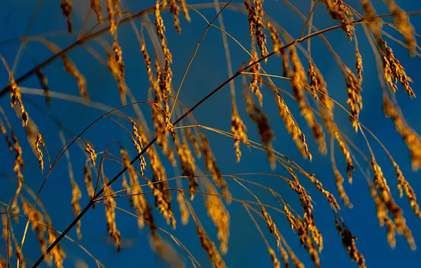 Picture autumn, the sky, grass, nature, plant