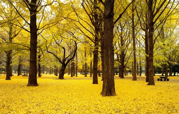Autumn, leaves, trees, yellow, Park, benches
