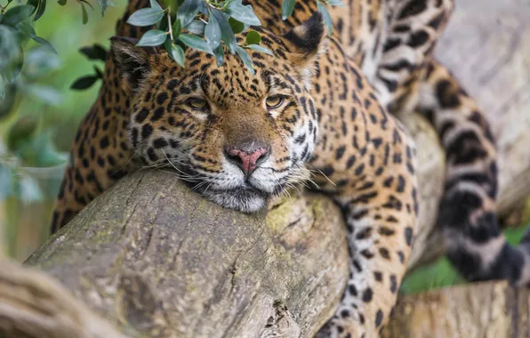 Picture stay, Jaguar, log