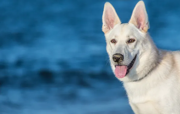 Language, face, background, dog, ears, The white Swiss shepherd dog