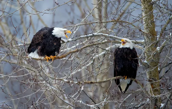 Birds, branches, tree, Bald eagle