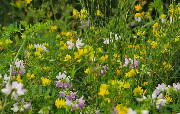 Picture flowers, meadow, blooming