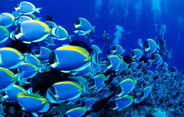 Picture The ocean, Cant, Blue Tang