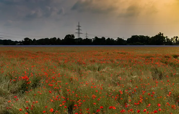Field, forest, summer, the sky, clouds, flowers, Maki, dal