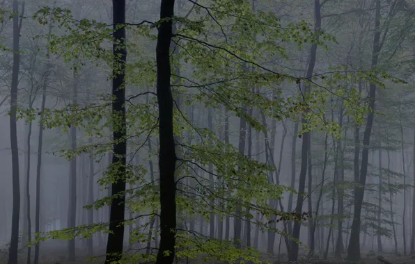 Forest, trees, nature, fog, Michael Lange
