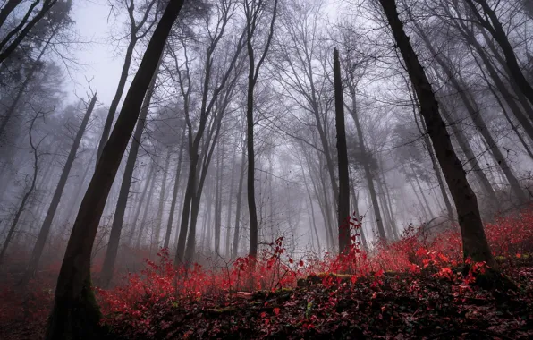 Autumn, forest, nature