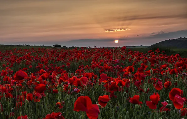 Sunset, Maki, poppy field
